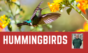 Photo: Hummingbird Basics with Steve